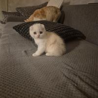 Gatto scottish fold