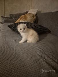 Gatto scottish fold