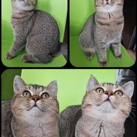 British Shorthair Adulta da riproduzione pedigree