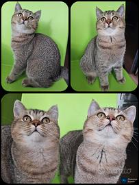 British Shorthair Adulta da riproduzione pedigree