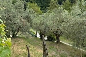 Terreno agricolo