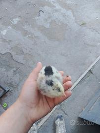 Pulcini