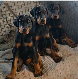 Dobermann cuccioli
