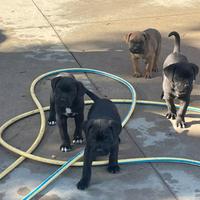 Cane corso