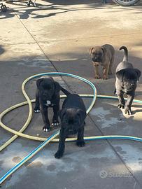 Cane corso