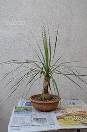 Mangia fumo Nolina - Beaucarnea recurvata