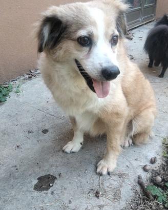 Cagnolina anziana, 10anni vissuti da schifo