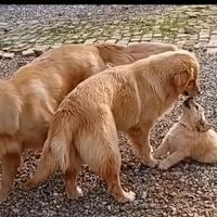 Golden retriever linea americana con pedegree