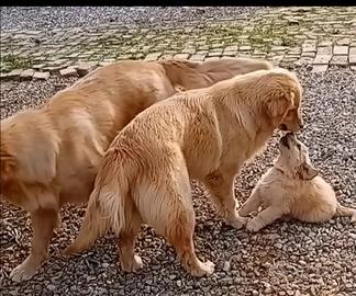 Golden retriever linea americana con pedegree