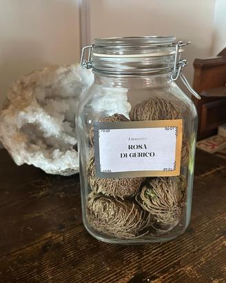 Rosa di Gerico