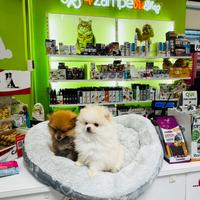 Spitz di Pomerania MINI