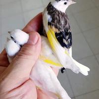 Cardillino mutati