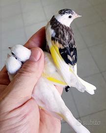 Cardillino mutati