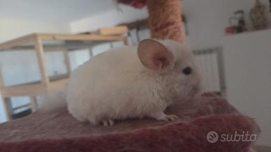 Cucciola di cincillà