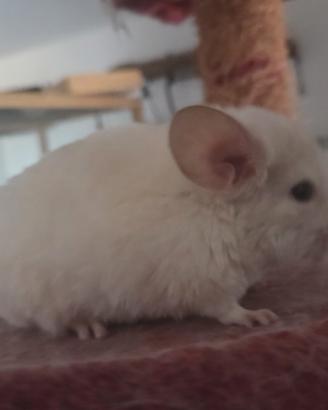 Cucciola di cincillà