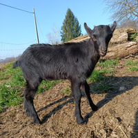 Capretti camosciati e murciani