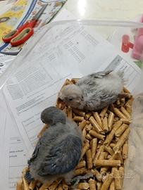 Inseparabili da Imbecco 