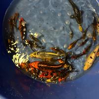 Carpe koi