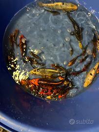 Carpe koi