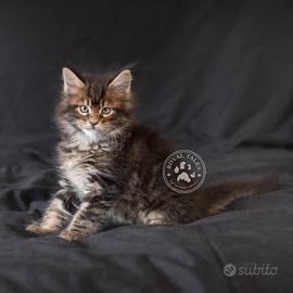 Maine coon cucciolo - gatto - gattini