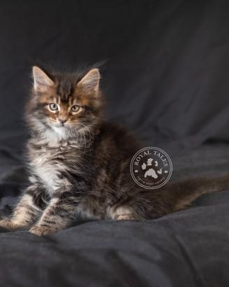 Maine coon cucciolo - gatto - gattini