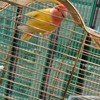 Pappagalli