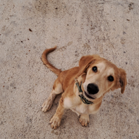 Cagnolino smarrito
