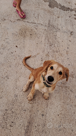 Cagnolino smarrito