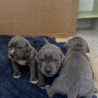 Cane corso