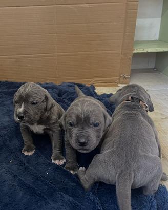 Cane corso