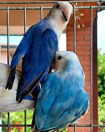 Inseparabili coppie e singoli