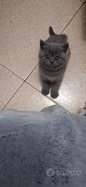 Gattini Scottish fold e straight