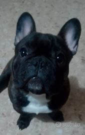 Bully