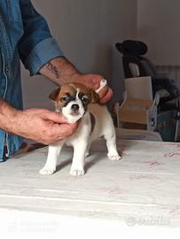 Cucciolo jack Russell Terrier con pedigree