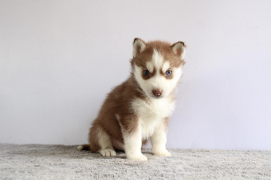 Siberiana husky con pedigree enci