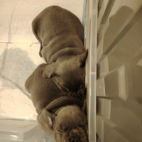 Cuccioli di bulldog francese blu esotici