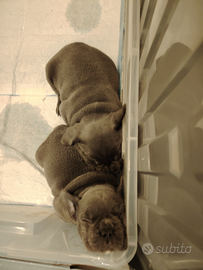 Cuccioli di bulldog francese blu esotici