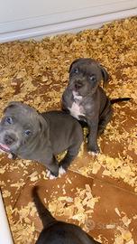 American Pitbull