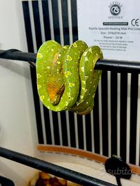 Morelia Viridis Dewa 2025