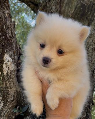 Volpina Pomerania