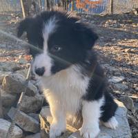 Cuccioli border collie Sole Luna Super Puppy Best