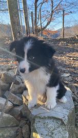 Cuccioli border collie Sole Luna Super Puppy Best