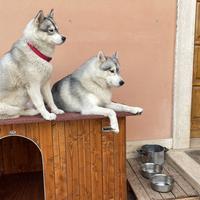 Husky siberian maschio 5 anni femmina 4 super buon