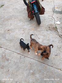 Cuccioli taglia piccola