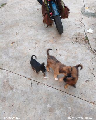 Cuccioli taglia piccola