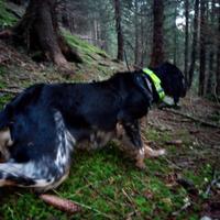 Setter Inglese tricolore