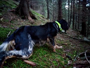 Setter Inglese tricolore