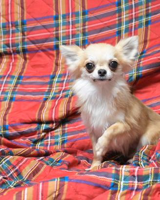 Maschio chihuahua 2 anni
