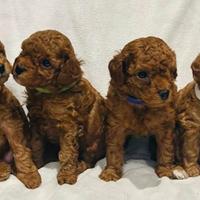 Cuccioli barboncinomini toy red rossi