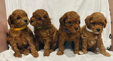 Cuccioli barboncinomini toy red rossi